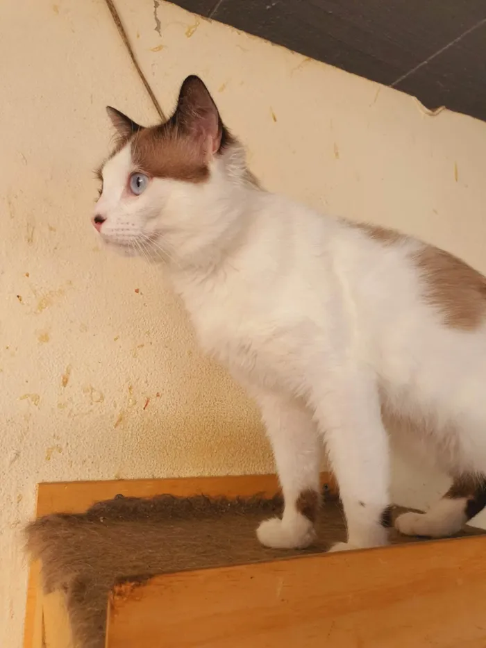 Gato ra a SRD-ViraLata idade 2 anos nome Thales