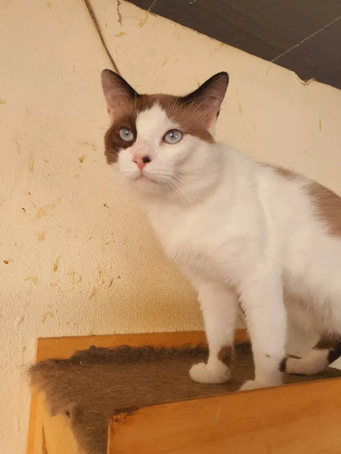 Gato ra a SRD-ViraLata idade 2 anos nome Thales
