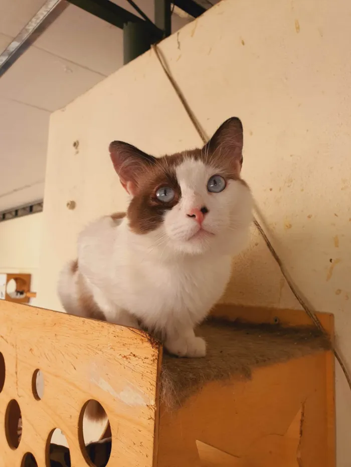 Gato ra a SRD-ViraLata idade 2 anos nome Thales