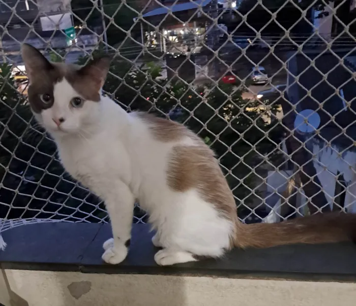 Gato ra a SRD-ViraLata idade 2 anos nome Thales