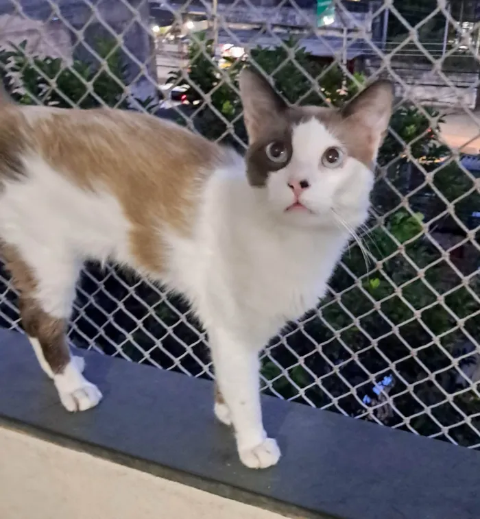 Gato ra a SRD-ViraLata idade 2 anos nome Thales