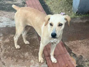 Cachorro raça SRD-ViraLata idade 2 anos nome Caramela