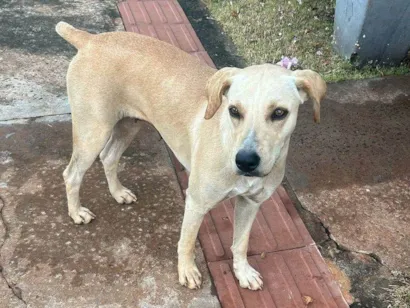Cachorro raça SRD-ViraLata idade 2 anos nome Caramela