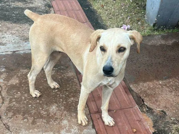Cachorro ra a SRD-ViraLata idade 2 anos nome Caramela