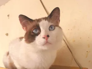 Gato raça SRD-ViraLata idade 2 anos nome Thales