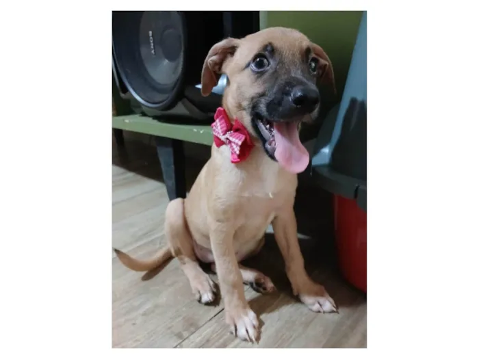 Cachorro ra a SRD-ViraLata idade 2 a 6 meses nome Belunha