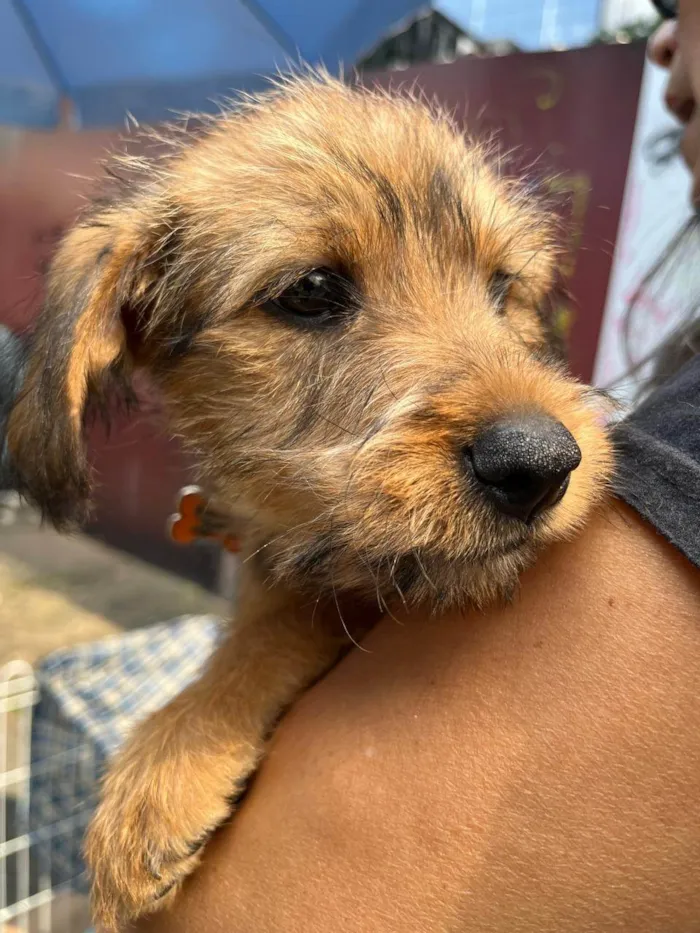 Cachorro ra a SRD-ViraLata idade 2 a 6 meses nome Sebastian