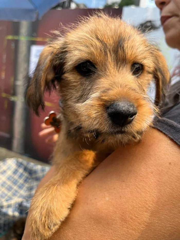 Cachorro ra a SRD-ViraLata idade 2 a 6 meses nome Sebastian