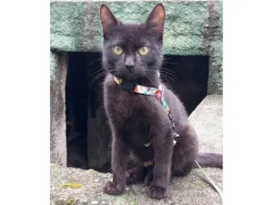 Gato raça SRD-ViraLata idade 2 a 6 meses nome Feijao