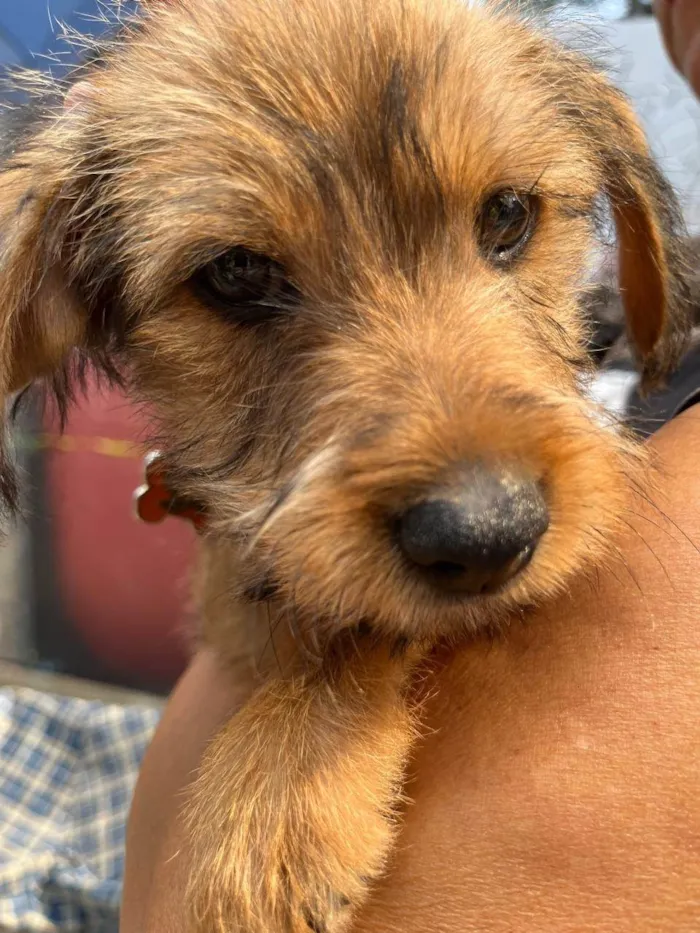 Cachorro ra a SRD-ViraLata idade 2 a 6 meses nome Sebastian