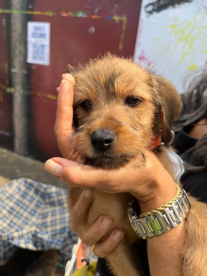 Cachorro ra a SRD-ViraLata idade 2 a 6 meses nome Sebastian