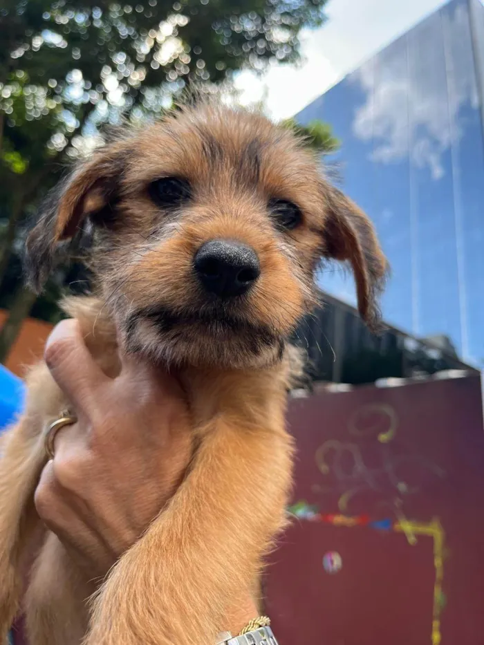 Cachorro ra a SRD-ViraLata idade 2 a 6 meses nome Sebastian