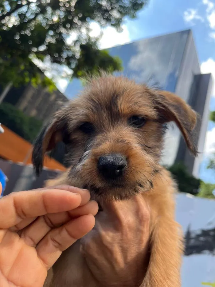 Cachorro ra a SRD-ViraLata idade 2 a 6 meses nome Sebastian