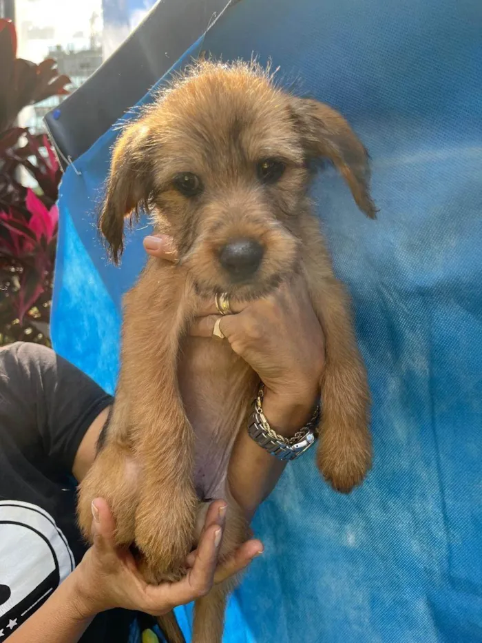 Cachorro ra a SRD-ViraLata idade 2 a 6 meses nome Sebastian