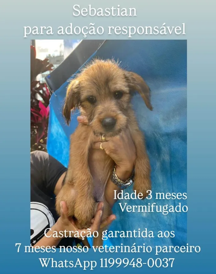 Cachorro ra a SRD-ViraLata idade 2 a 6 meses nome Sebastian