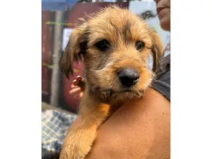 Cachorro raça SRD-ViraLata idade 2 a 6 meses nome Sebastian