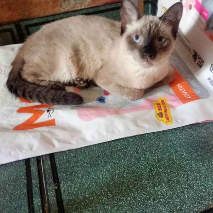 Gato ra a SRD-ViraLata idade 7 a 11 meses nome Justin