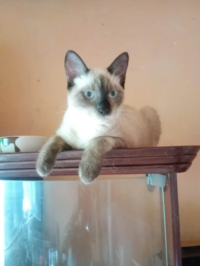 Gato ra a SRD-ViraLata idade 7 a 11 meses nome Justin