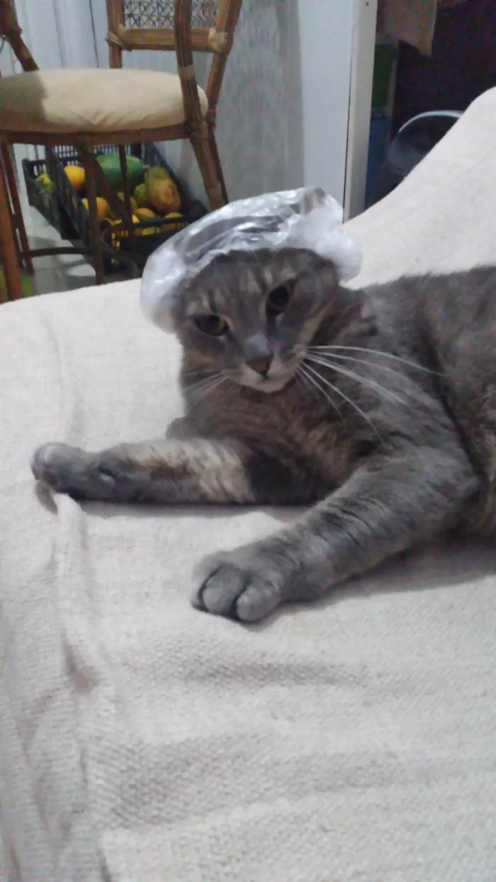 Gato ra a SRD-ViraLata idade 3 anos nome Não tem nome 