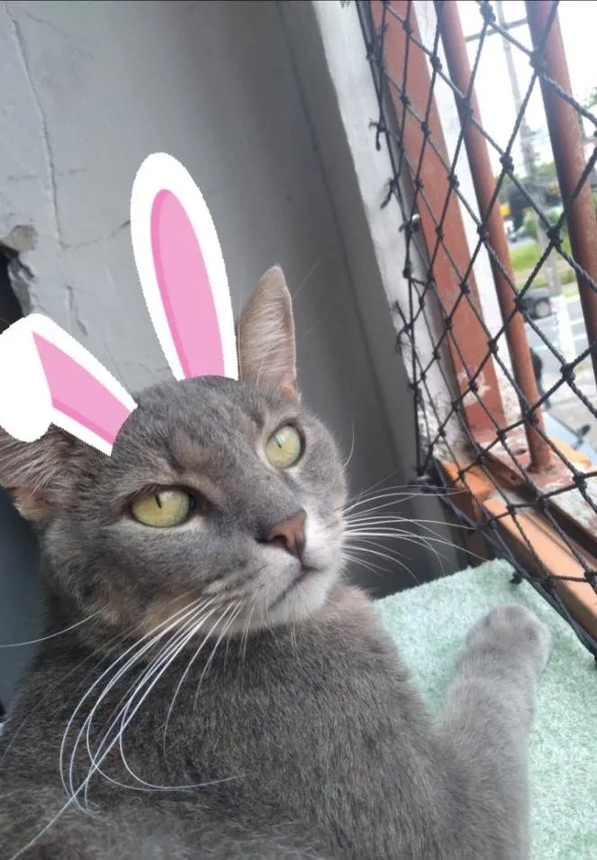 Gato ra a SRD-ViraLata idade 3 anos nome Não tem nome 