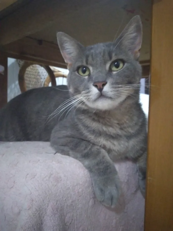 Gato ra a SRD-ViraLata idade 3 anos nome Não tem nome 