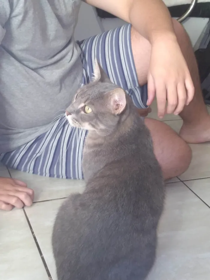 Gato ra a SRD-ViraLata idade 3 anos nome Não tem nome 