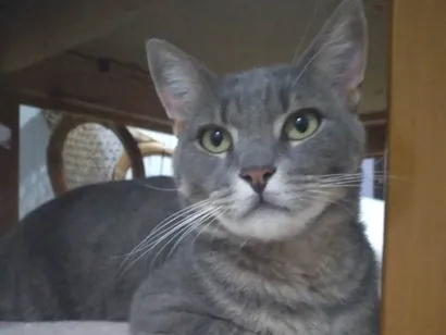 Gato raça SRD-ViraLata idade 3 anos nome Não tem nome 