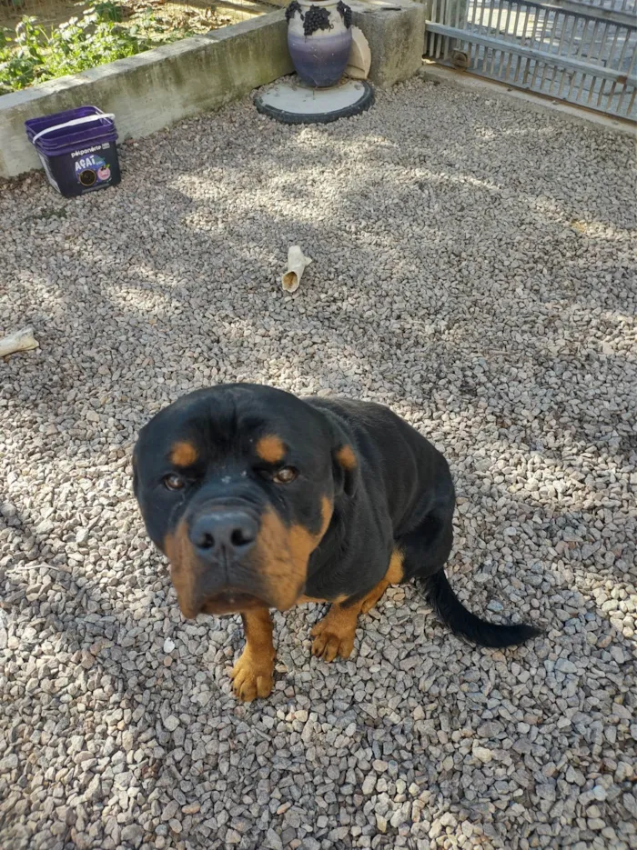 Cachorro ra a Rottweiler idade 2 anos nome Zeus 