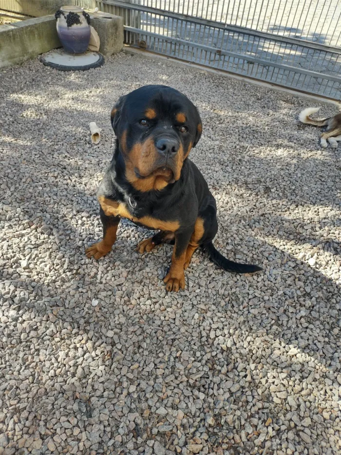 Cachorro ra a Rottweiler idade 2 anos nome Zeus 
