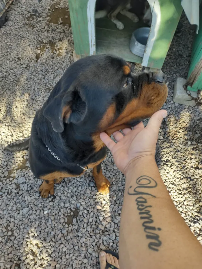 Cachorro ra a Rottweiler idade 2 anos nome Zeus 