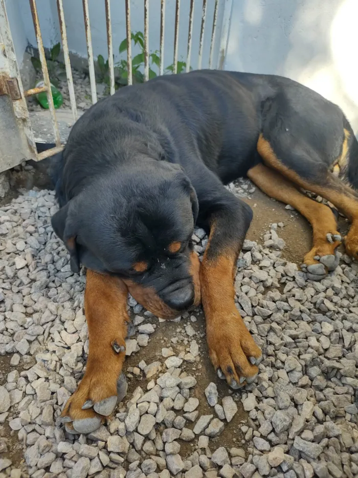 Cachorro ra a Rottweiler idade 2 anos nome Zeus 