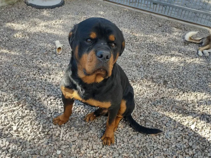 Cachorro ra a Rottweiler idade 2 anos nome Zeus 