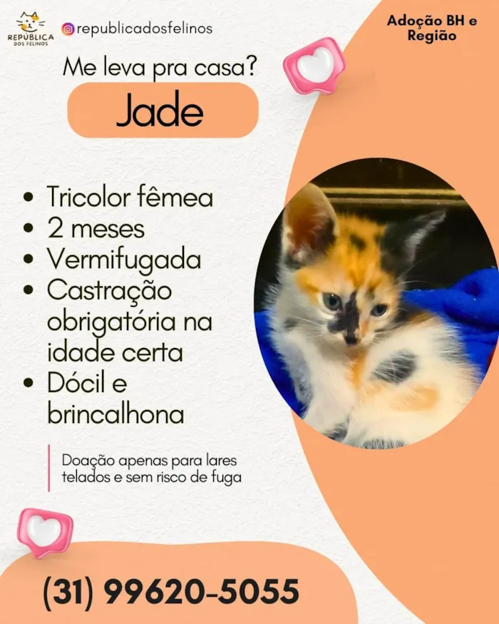 Gato ra a SRD-ViraLata idade 2 a 6 meses nome JADE