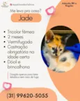 JADE