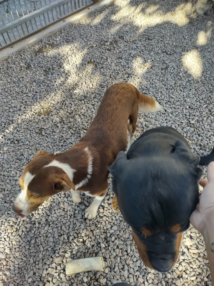 Cachorro ra a SRD-ViraLata idade 1 ano nome Chocolate 