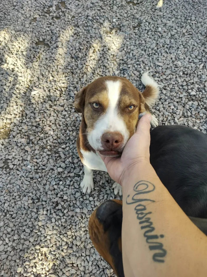Cachorro ra a SRD-ViraLata idade 1 ano nome Chocolate 