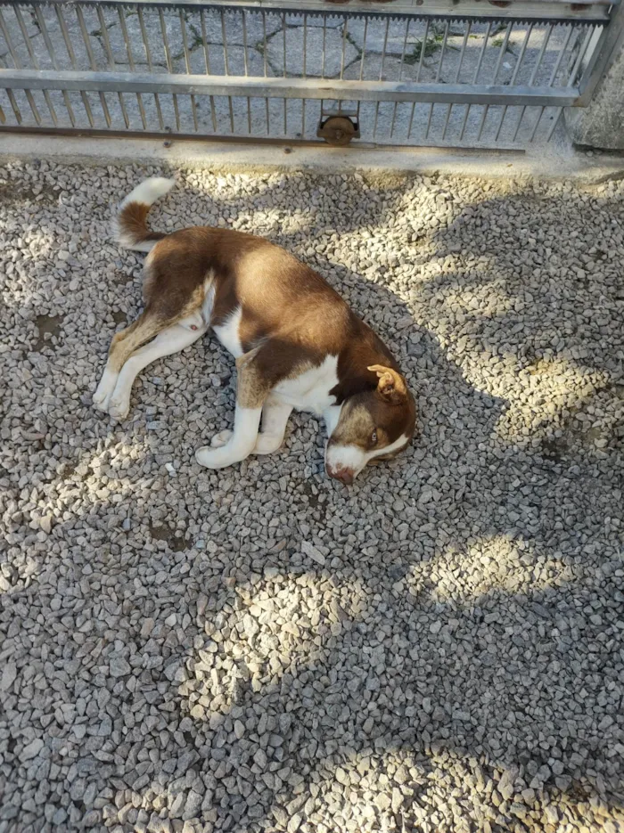 Cachorro ra a SRD-ViraLata idade 1 ano nome Chocolate 