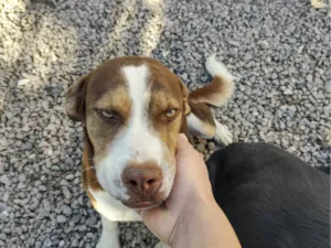 Cachorro raça SRD-ViraLata idade 1 ano nome Chocolate 