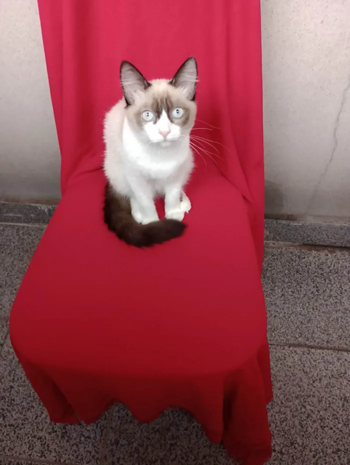 Gato ra a SRD-ViraLata idade 2 a 6 meses nome Wandinha