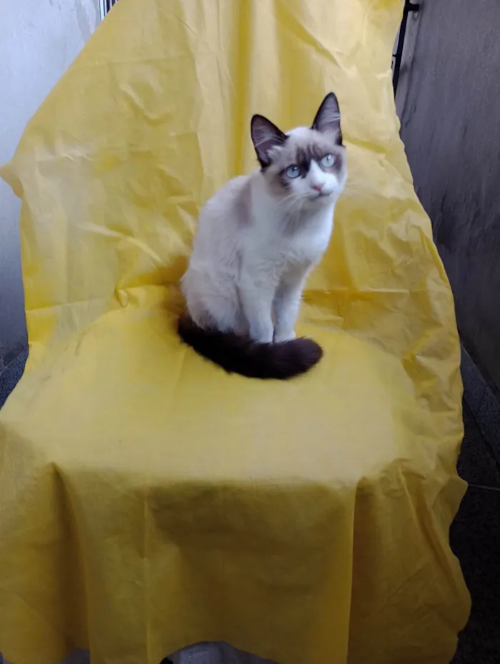 Gato ra a SRD-ViraLata idade 2 a 6 meses nome Wandinha
