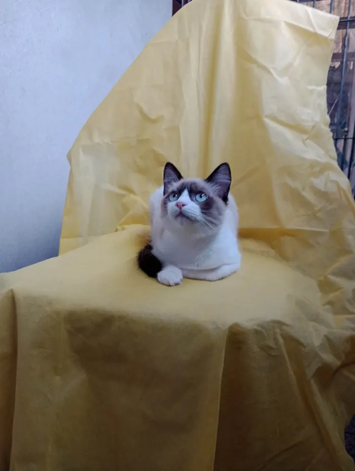 Gato ra a SRD-ViraLata idade 2 a 6 meses nome Wandinha
