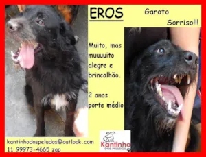 Cachorro raça SRD-ViraLata idade 2 anos nome Eros
