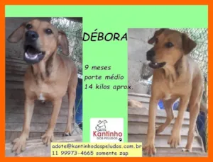 Cachorro raça SRD-ViraLata idade 7 a 11 meses nome Débora