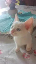 Maximus, Tina, Bluw