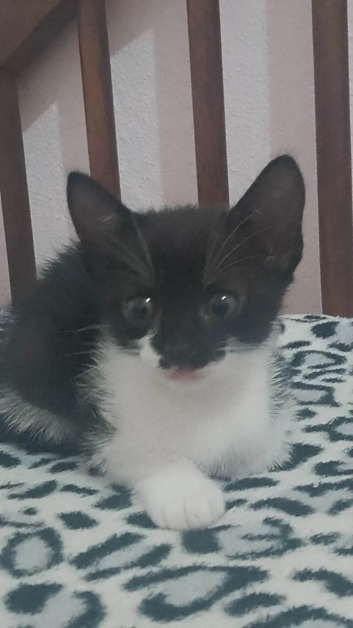 Gato ra a Siamês idade 2 a 6 meses nome Maximus, Tina, Bluw