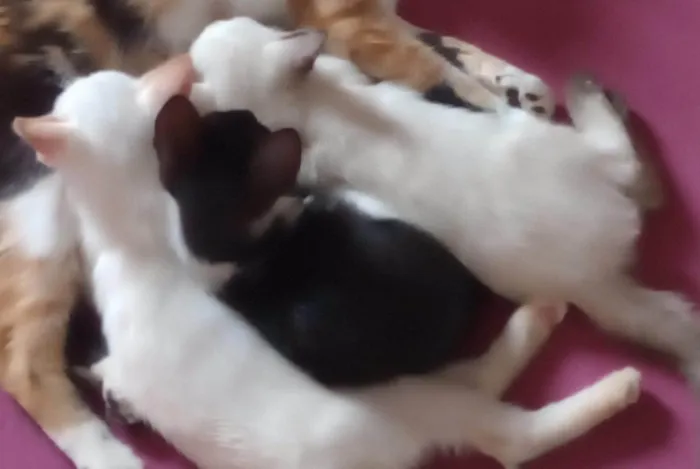 Gato ra a Siamês idade 2 a 6 meses nome Maximus, Tina, Bluw