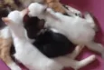 Maximus, Tina, Bluw
