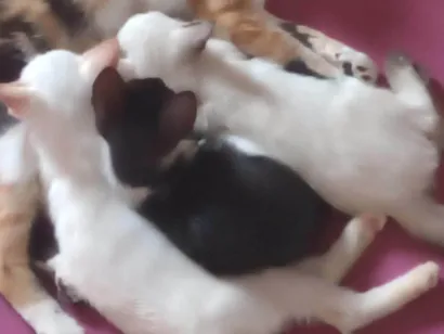 Gato raça Siamês idade 2 a 6 meses nome Maximus, Tina, Bluw