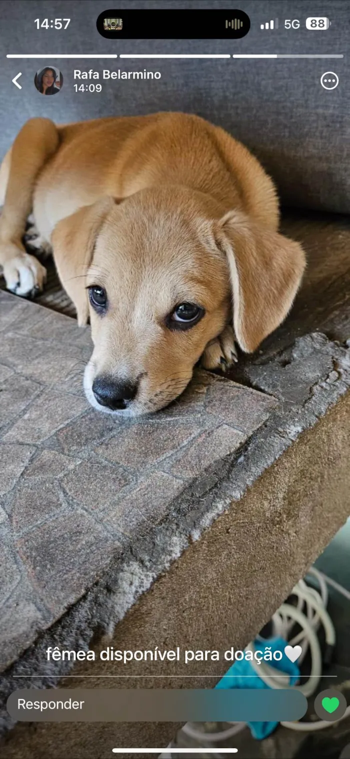 Cachorro ra a SRD-ViraLata idade 2 a 6 meses nome Luna 