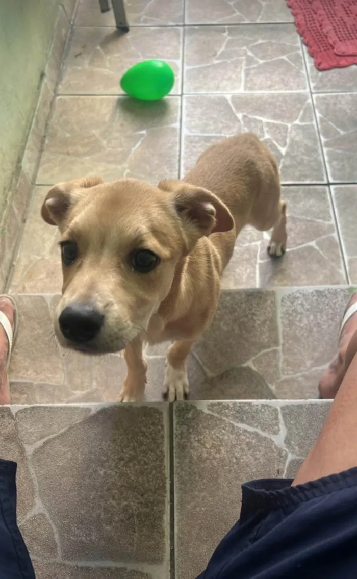 Cachorro ra a SRD-ViraLata idade 2 a 6 meses nome Luna 